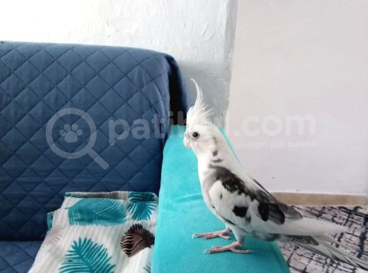 Kuşumuz Veci Kayıp
