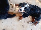 A Kalite Bernese Dağ Köpeği Yavrusu