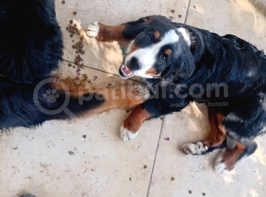 A Kalite Bernese Dağ Köpeği Yavrusu