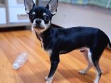 Minik Chihuahua Oğlumuza Tatlı Bir Eş Arıyoruz