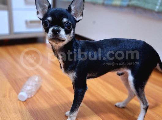 Minik Chihuahua Oğlumuza Tatlı Bir Eş Arıyoruz