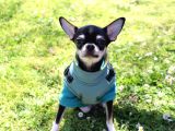 Minik Chihuahua Oğlumuza Tatlı Bir Eş Arıyoruz