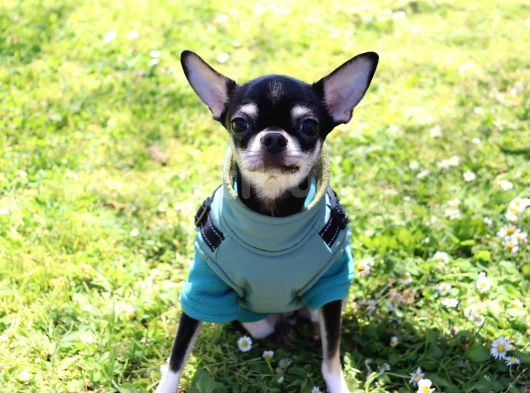 Minik Chihuahua Oğlumuza Tatlı Bir Eş Arıyoruz görsel