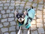 Minik Chihuahua Oğlumuza Tatlı Bir Eş Arıyoruz