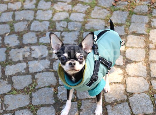 Minik Chihuahua Oğlumuza Tatlı Bir Eş Arıyoruz görsel