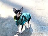 Minik Chihuahua Oğlumuza Tatlı Bir Eş Arıyoruz
