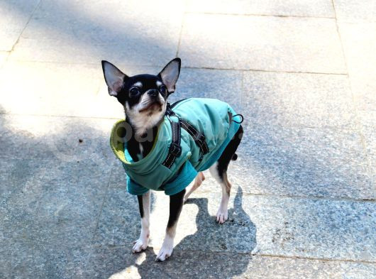 Minik Chihuahua Oğlumuza Tatlı Bir Eş Arıyoruz görsel