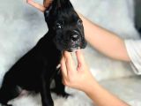 Dev Cane Corso İtaliano Yavrular Ev Doğumlu Safkan