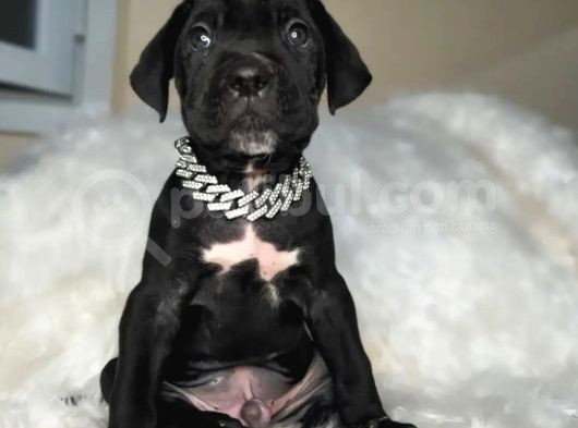 Dev Cane Corso İtaliano Yavrular Ev Doğumlu Safkan görsel