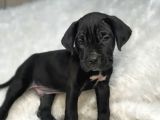 Dev Cane Corso İtaliano Yavrular Ev Doğumlu Safkan
