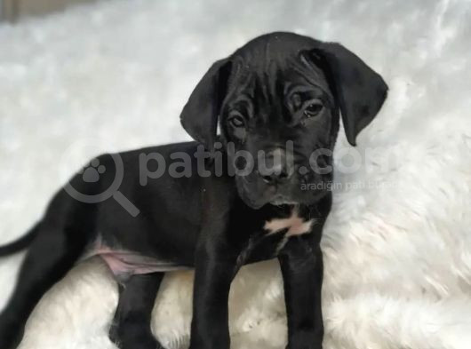 Dev Cane Corso İtaliano Yavrular Ev Doğumlu Safkan görsel