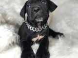Dev Cane Corso İtaliano Yavrular ev doğumlu safkan