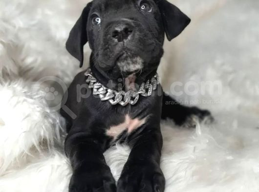 Dev Cane Corso İtaliano Yavrular Ev Doğumlu Safkan