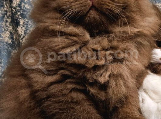 Safkan Ci̇nnamon Tarçin Kahverengi̇ Bri̇ti̇sh Yavrularim 2Ay görsel