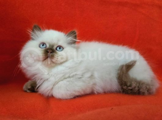 Safkan Ci̇nnamon Poi̇nt Bri̇ti̇sh Longhai̇r Yavru Di̇şi̇ 2Aylik görsel