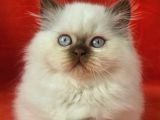 Safkan Ci̇nnamon Poi̇nt Bri̇ti̇sh Longhai̇r Yavru Di̇şi̇ 2Aylik