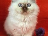 Safkan Ci̇nnamon Poi̇nt Bri̇ti̇sh Longhai̇r Yavru Di̇şi̇ 2Aylik