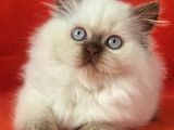 SAFKAN CİNNAMON POİNT BRİTİSH LONGHAİR YAVRU DİŞİ 2AYLIK