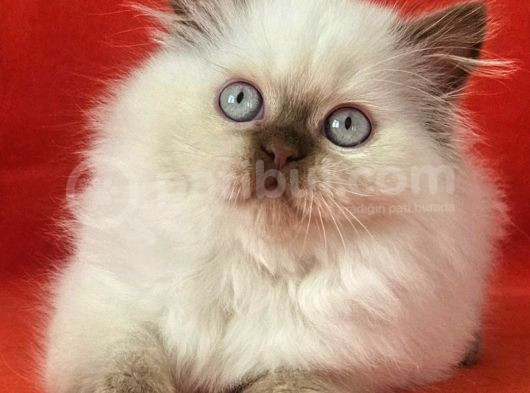Safkan Ci̇nnamon Poi̇nt Bri̇ti̇sh Longhai̇r Yavru Di̇şi̇ 2Aylik