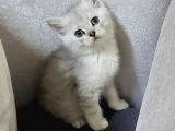Uyguna Si̇lver Bri̇ti̇sh Di̇şi̇ Ve Erkek Bebeler