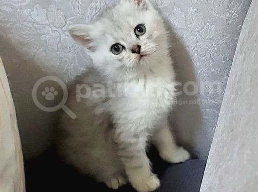 Uyguna Si̇lver Bri̇ti̇sh Di̇şi̇ Ve Erkek Bebeler görsel