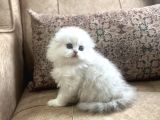 Irk Garantili Scottish Fold Longhair  Silver Bebeğimiz