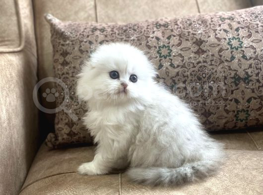 Irk Garantili Scottish Fold Longhair  Silver Bebeğimiz görsel