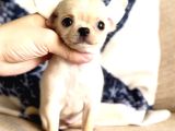 Bardak boy chihuahua bebekler