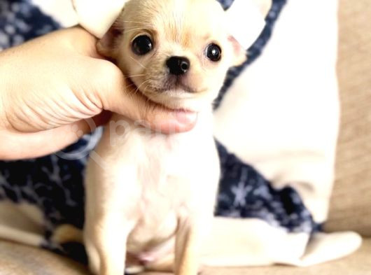 Bardak Boy Chihuahua Bebekler