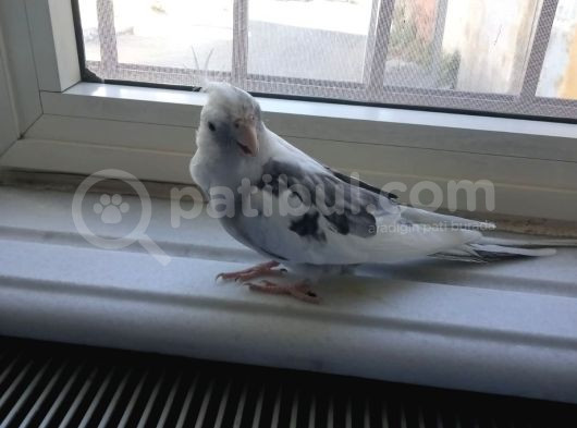 Kuşumuz Veci Kayıp görsel