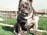 Genç Fransız Buldog