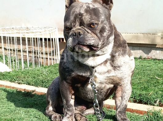 Genç Fransız Buldog görsel