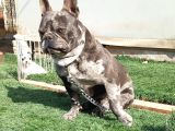 Genç fransız buldog