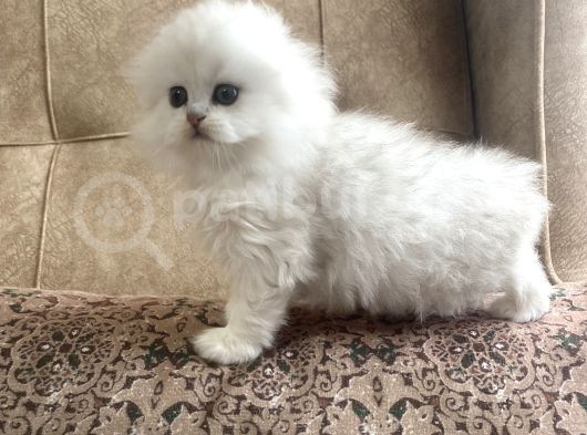 Irk Garantili Scottish Fold Longhair  Silver Bebeğimiz görsel
