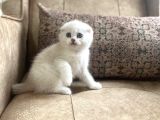 Muhteşemsoy Fullşecereli Anne Babanın Silver Bebeği