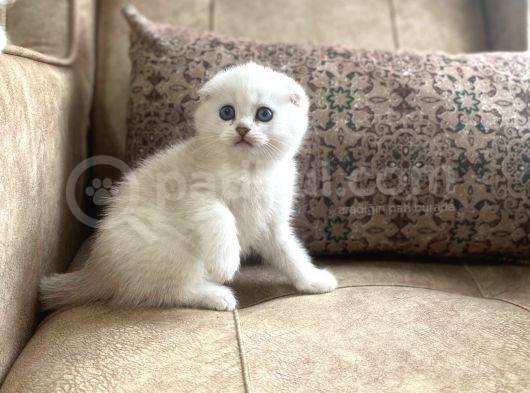 Muhteşemsoy Fullşecereli Anne Babanın Silver Bebeği görsel
