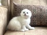 Muhteşemsoy Fullşecereli Anne Babanın Silver Bebeği