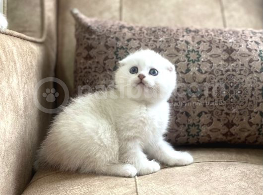 Muhteşemsoy Fullşecereli Anne Babanın Silver Bebeği görsel