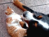 A Kalite Bernese Dağ Köpeği Yavrusu