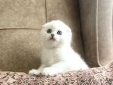 Muhteşemsoy Fullşecereli Anne Babanın Silver Bebeği