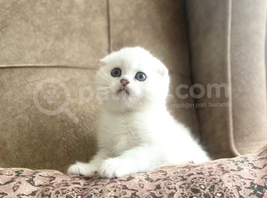 Muhteşemsoy Fullşecereli Anne Babanın Silver Bebeği görsel
