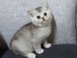 Uyguna Si̇lver Bri̇ti̇sh Di̇şi̇ Ve Erkek Bebeler