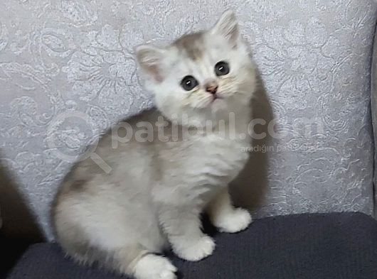 Uyguna Si̇lver Bri̇ti̇sh Di̇şi̇ Ve Erkek Bebeler görsel