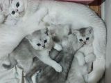 Uyguna Si̇lver Bri̇ti̇sh Di̇şi̇ Ve Erkek Bebeler