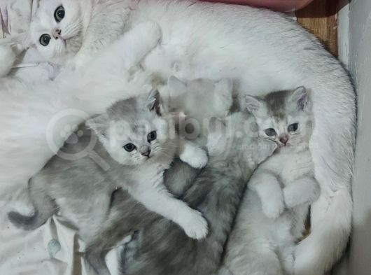 Uyguna Si̇lver Bri̇ti̇sh Di̇şi̇ Ve Erkek Bebeler görsel