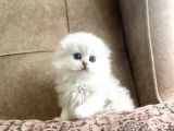 Irk garantili Scottish Fold Longhair  silver bebeğimiz