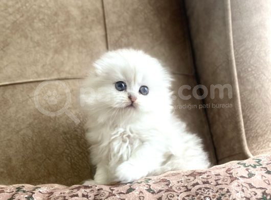 Irk Garantili Scottish Fold Longhair  Silver Bebeğimiz