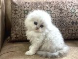 Irk Garantili Scottish Fold Longhair  Silver Bebeğimiz