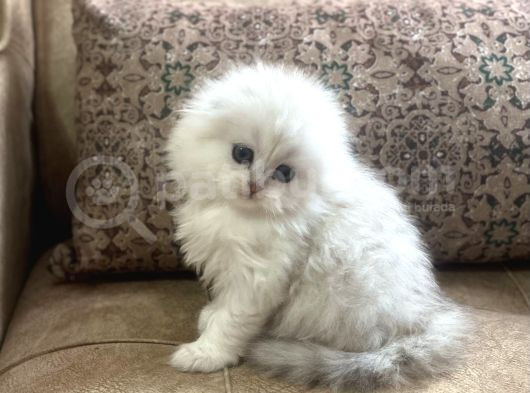 Irk Garantili Scottish Fold Longhair  Silver Bebeğimiz görsel