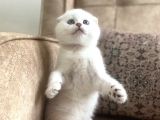 MuhteşemSoy fullşecereli anne babanın silver bebeği